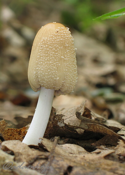 adam_fuska_118442.jpg
