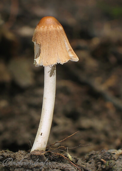 adam_fuska_118473.jpg